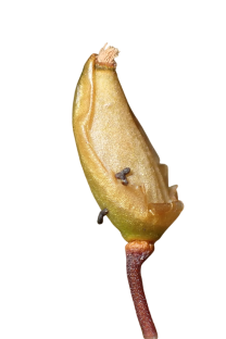 Buxbaumia viridis © AFB