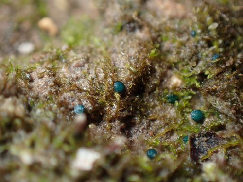 Mniaecia jungermanniae © AFB